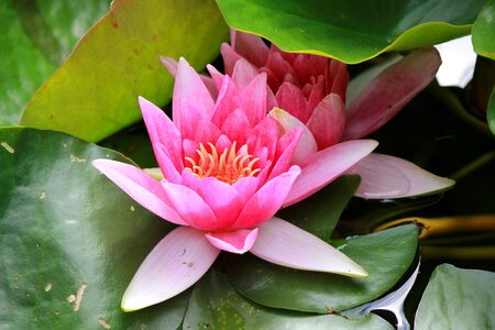 Pink water lily photo