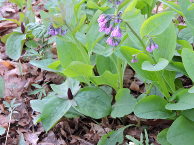 Virginia bluebells and Toadshades photo