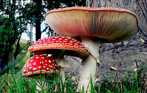 Fly-agaric in a forest, closeup