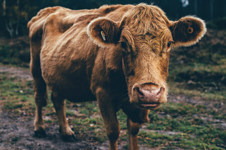 Portrait of a Brown Cow photo
