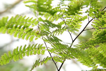 Green plant macro