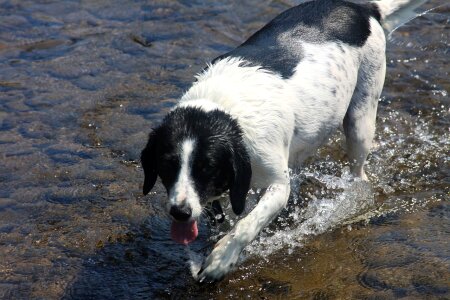 Hot wading animal photo