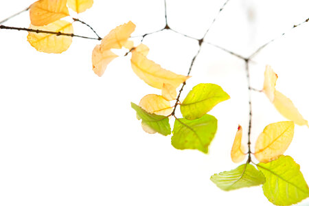 autumn leaves