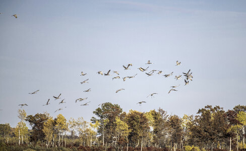 Flock of Cranes flying over the trees photo