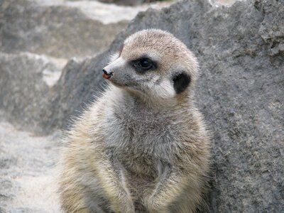 Mammal cute nager