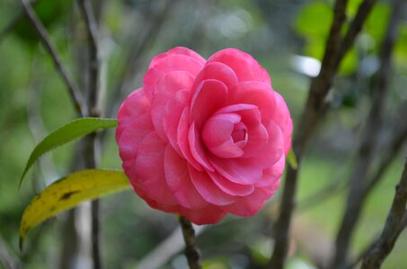 Red flower nature plant