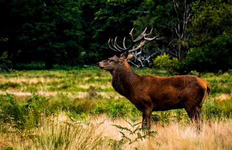 Animal antler beautiful photo photo