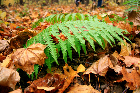 Fern photo