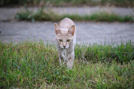 Siamese cat felidae pet