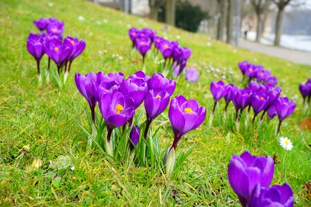 Close up spring bühen photo