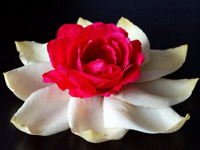 White red black
