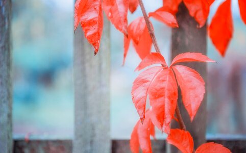 Leaves fall foliage fall color
