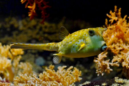 Aquarium pufferfish coral photo