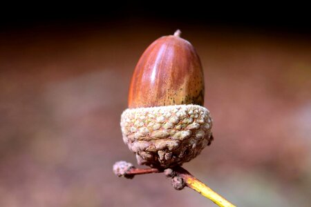 Acorn branch climate photo