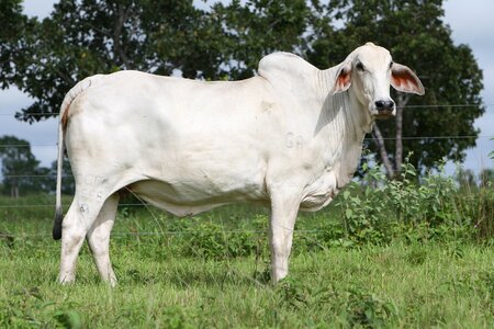 Cattle nellore cow