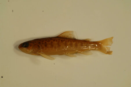 Salmo trutta