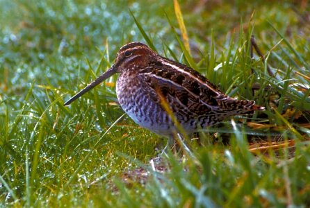 Bird photo Scolopacidae