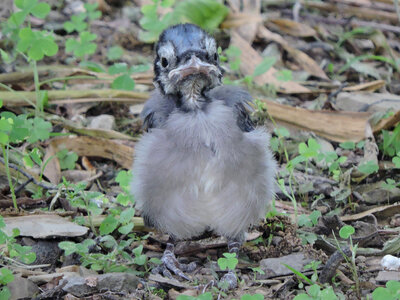 Juvenile Blue Jay photo