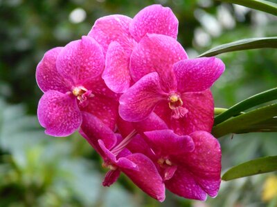 Pink flower blossom