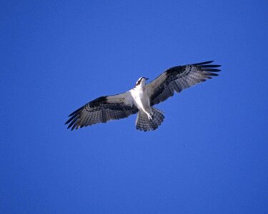 Osprey sky photo