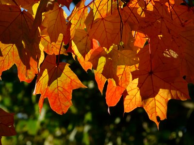 Run autumn maple leaves