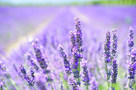 Agriculture aroma aromatherapy