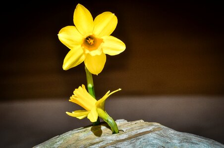 Yellow flower spring flower