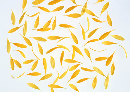 Yellow petals on blue background photo