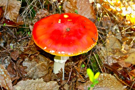 Poisonous toxic orange