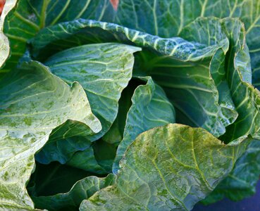 Produce food leaves