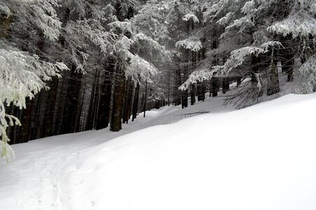 Wonderland forest cold