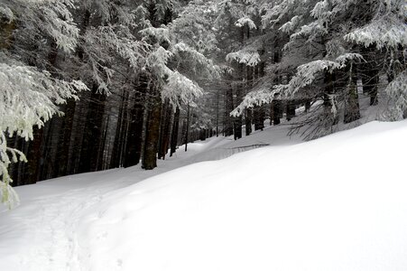 Wonderland forest cold photo