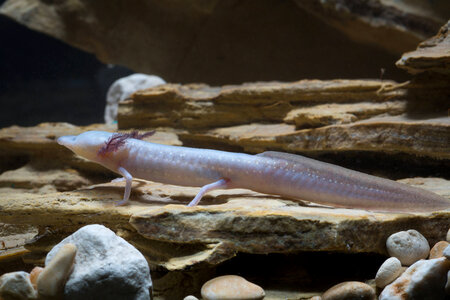 Texas Blind Salamander-1