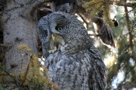Spectral owl lapland owl spruce owl photo