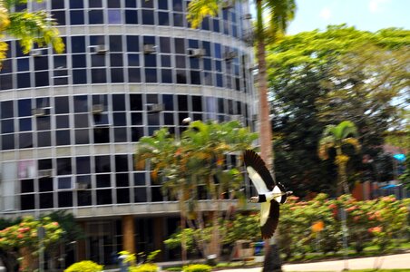 Bird black building