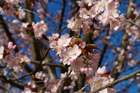 85 Cherry tree photo