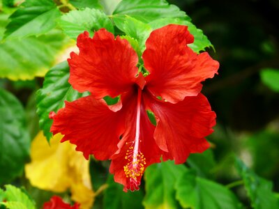 Indonesia floral plant