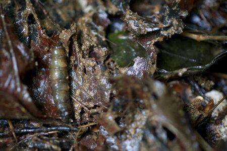 Aquatic invertebrate -1