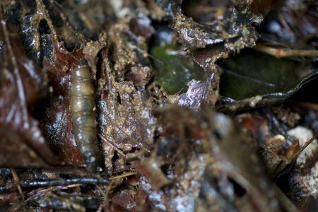 Aquatic invertebrate -1 photo