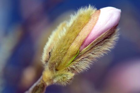 Beautiful Flowers blooming blossom photo