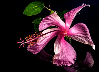 Flower pink marshmallow photo