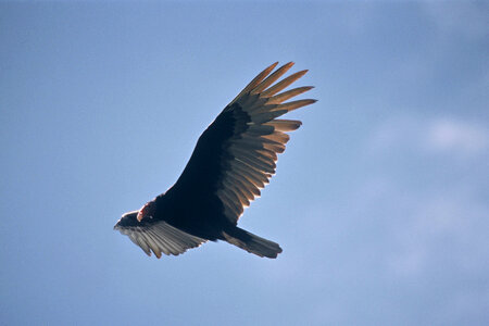 Turkey Vulture-1 photo