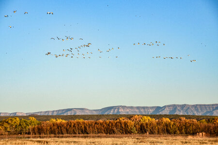 Snow Geese fly over the Refuge photo