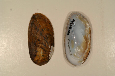 Ptychobranchus fasciolaris-1