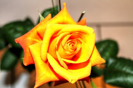 Plant rose bloom beauty