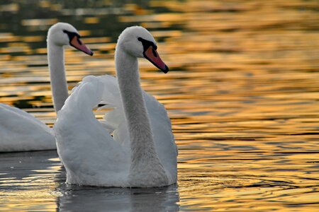 Flock sunset swan photo