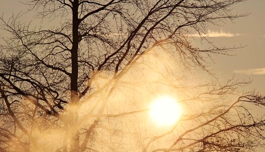 Branch dawn daylight photo