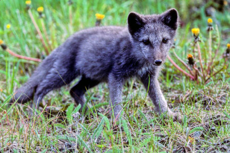 Fox Pup-2