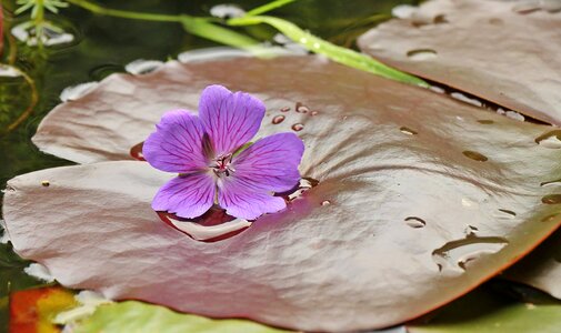 Beautiful Flowers blooming blossom photo