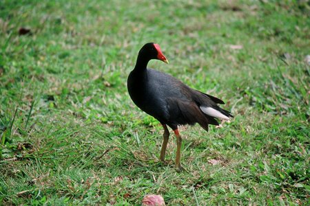 Bird Gallinula chloropus 